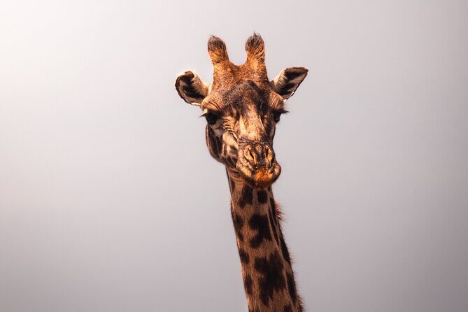 3 days Group tour Tarangire, Ngorongoro & lake manyara park - Practical Details and What They Mean for You
