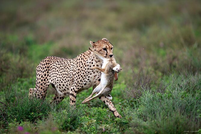 3 Days Luxury Lodge Safari in Tanzania - Why Choose This Safari?