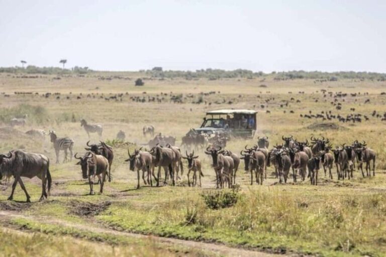 3 Days Maasai Mara Guided Safari from Nairobi - What’s Included & What To Consider