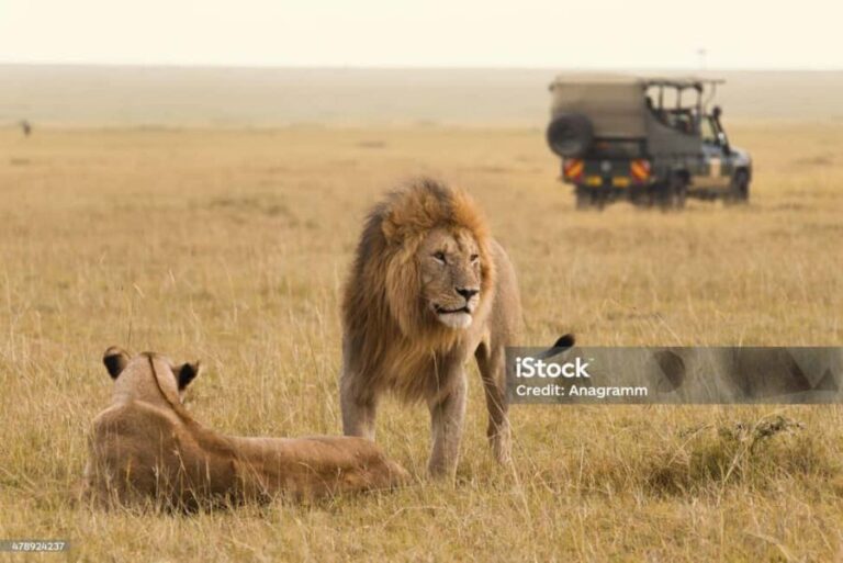 3 DAYS MAASAI MARA PRIVATE BUDGET SAFARI EXPERIENCE - Who’s This Safari Best For?