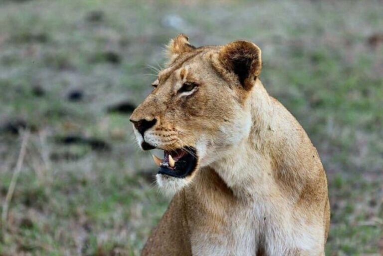 3 Days Masai Mara Daily Group Safari (Park fees excluded) - FAQ