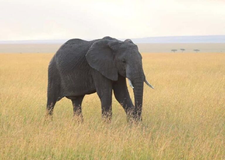 3 Days Masai mara Group joing tour - A Close Look at the 3-Day Maasai Mara Experience