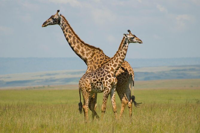 3 Days Masai Mara Group Joining - Key Points