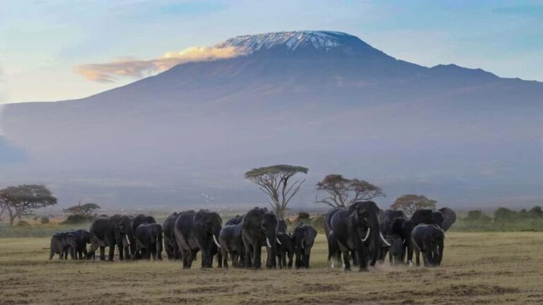 3 Days Nairobi to Amboseli to Tsavo east to Mombasa Safari. - What’s Included and What to Consider