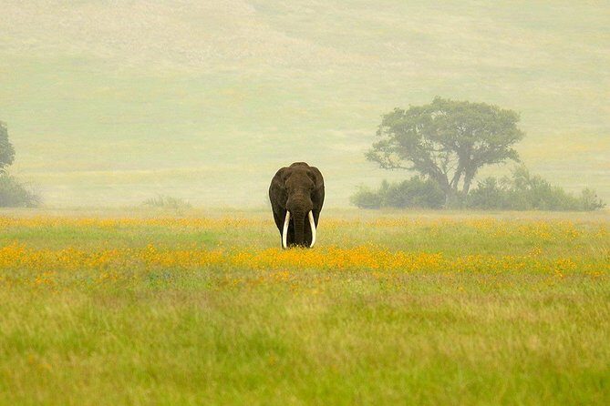 3 Days Northern Tanzania Adventure Camping Safari - Why This Tour Offers Great Value