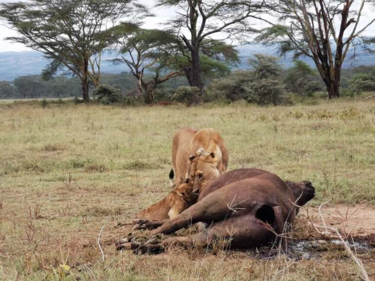 3 Days of Wildlife Wonder in Amboseli National Park - Exploring Amboseli: A Practical Overview
