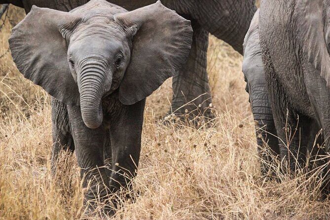 3 Days Private Budget Safari to Tarangire and Ngorongoro Crater - Transportation and Logistics: What to Expect