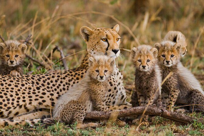 3 Days Safari Serengeti & Ngorongoro Crater - Why This Tour Might Be Perfect for You