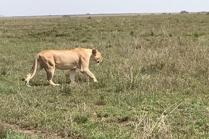 3 Days Safari Serengeti NP and Ngorongoro Crater - What Makes This Tour Stand Out?