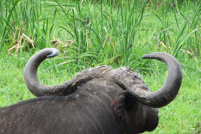 3 Days Safari to Tarangire NP, Ngorongoro Crater and Lake Manyara NP - What’s Included and What’s Not