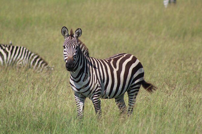 3 Days Safari Tour in Lake Manyara and Ngorngoro - Authentic Encounters and Reviews from Past Travelers