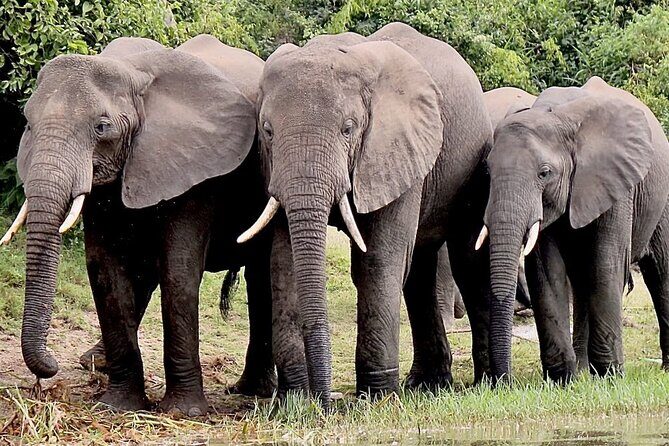 3 Days Serengeti and Ngorongoro Budget Tour - Detailed Day-by-Day Breakdown
