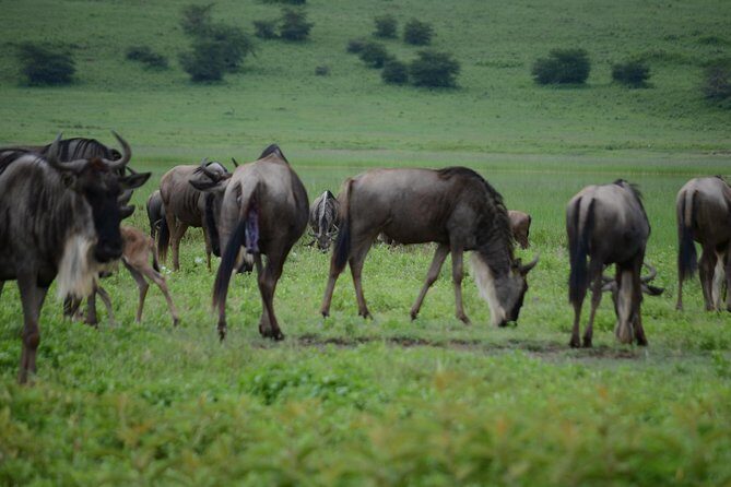 3 Days Serengeti & Ngorongoro Crater group safari - The transport and group size