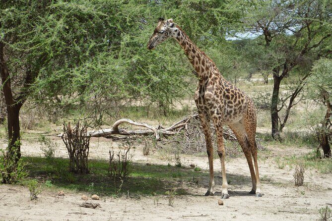 3 Days Serengeti & Ngorongoro Group Camping Safari - A Closer Look at the Itinerary