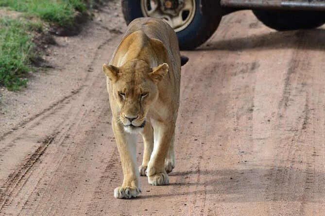 3 Days Serengeti & Ngorongoro Tour - Why This Tour Might Be Right for You