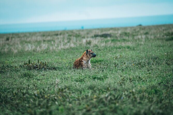 3 Days Shared Safari Tour Tanzania - Day 2: Ngorongoro Crater — The Big Game