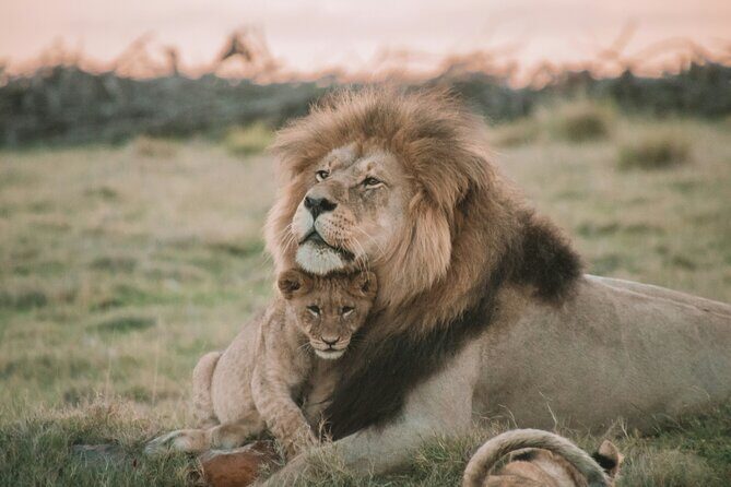 3 Days Tanzania Budget Group Joining Safari Tour - What the Tour Includes and Excludes
