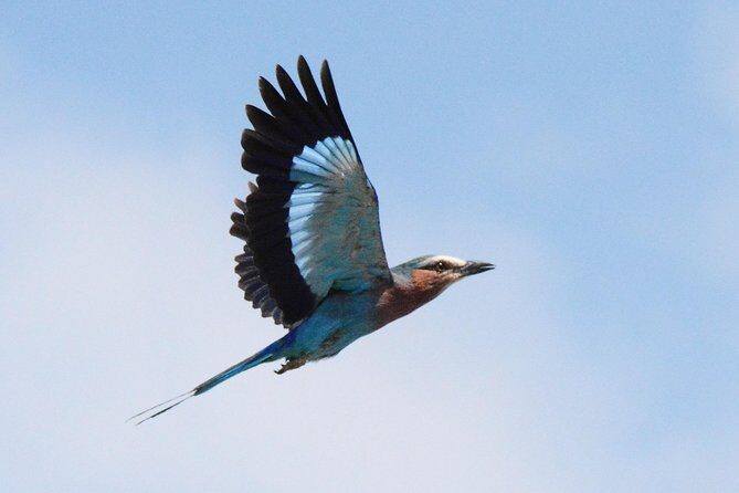 3 Days Tanzania lodge Safari - What Makes This Tour Stand Out?
