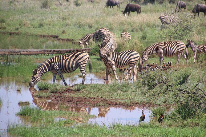3 Days Tanzania Private Budget Safari to Serengeti & Ngorongoro - Authenticity and Experience: What Travelers Say