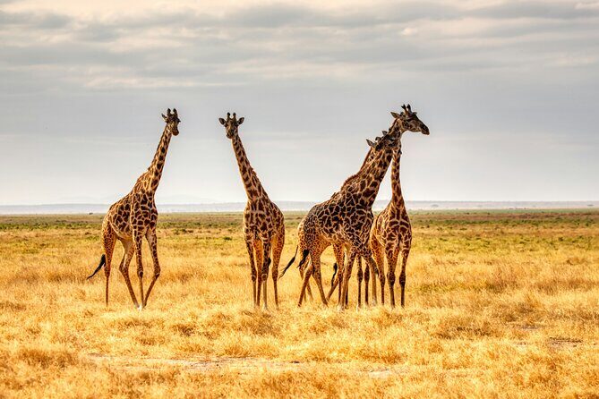 3 Days Tanzania Private Luxury Safari to Serengeti & Ngorongoro - A Closer Look at the Experience