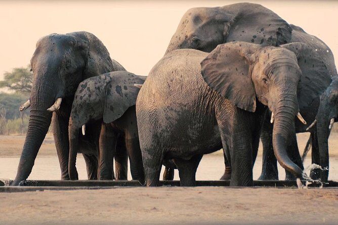 3 Days Tanzania Safari Tarangire, Manyara, & Ngorongoro Crater. - Who Would Love This Tour?
