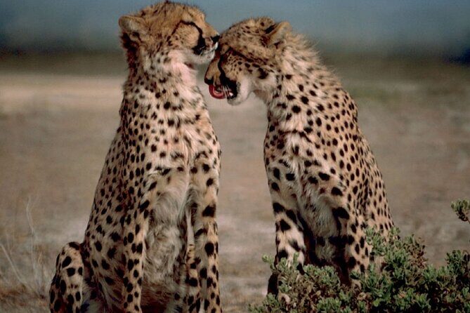 3 Days Tanzania Safari to Manyara Tarangire and Ngorongoro - Practical Considerations and Tips