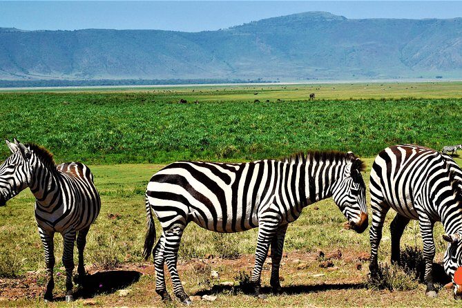 3 Days Tanzania Safari - A Deep Dive into the Itinerary