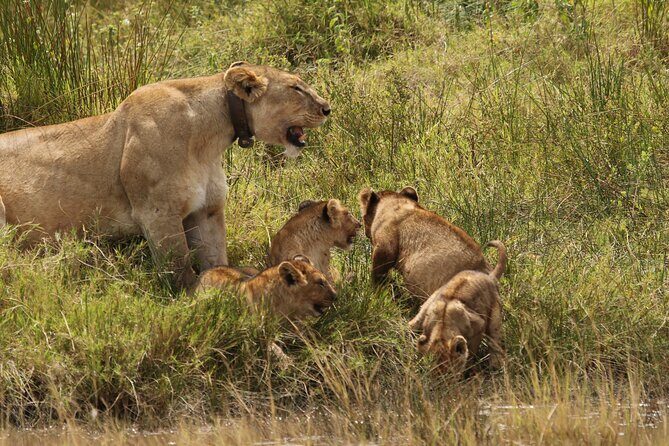 3 Days Tarangire, Ngorongoro & Lake Manyara Group Camping Safari - What Does This Safari Offer That Others Might Not?