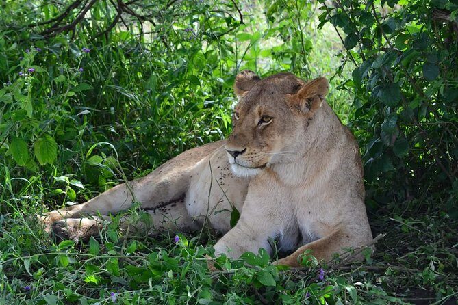 3 days Tarangire, Ngorongoro & Lake Manyara package - Why This Tour Excels