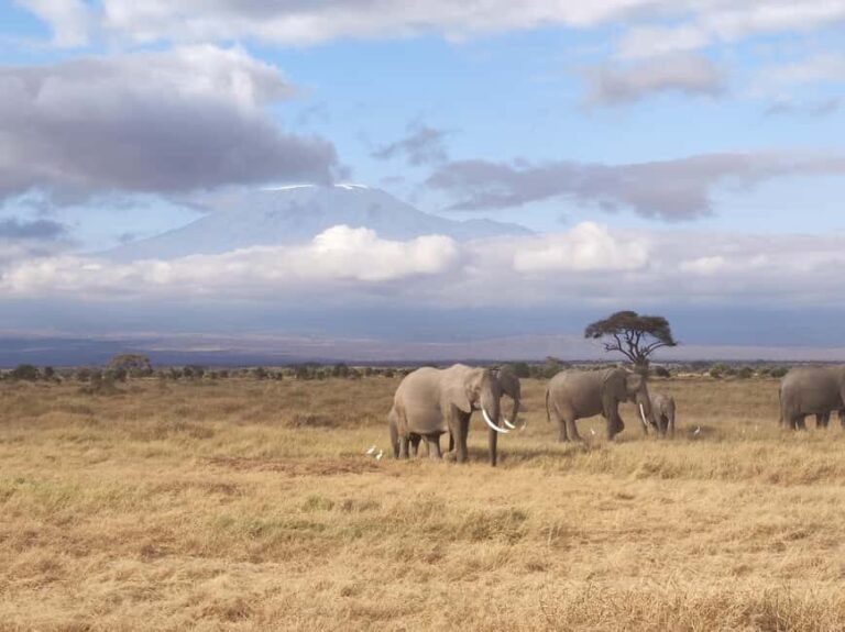 3 days Tsavo East & Tsavo West Safari from Diani/Mombasa - The Experience Provider