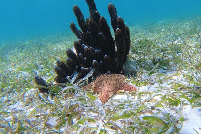 3 Hour Costa Maya Snorkeling Excursion - La Leyenda ECO-TOURS - The Post-Snorkel Relaxation