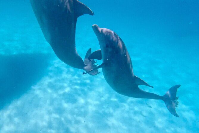 3 Hour Dolphin Tour and Snorkeling in Shell Island - Practical Details and Logistics