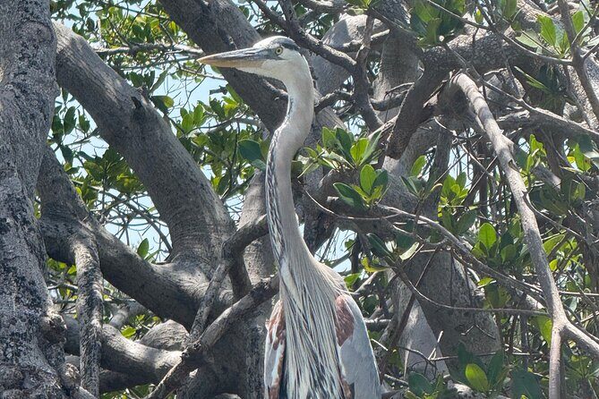 3 hour E.G. Simmons Park Mangrove Tunnel Tour - Authenticity and Expert Guidance