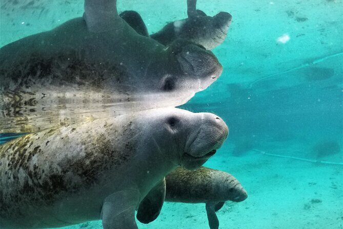 3 Hour Guided Manatee Snorkel - FAQs