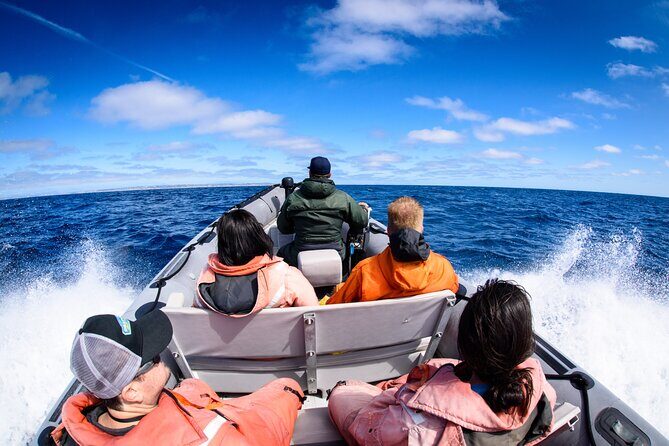 3-Hour Guided Whale and Dolphin Watching Experience in San Diego - Itinerary Breakdown: What To Expect