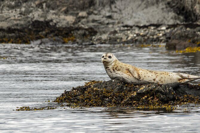 3 Hour Kayaking Tours from Friday Harbor - FAQs