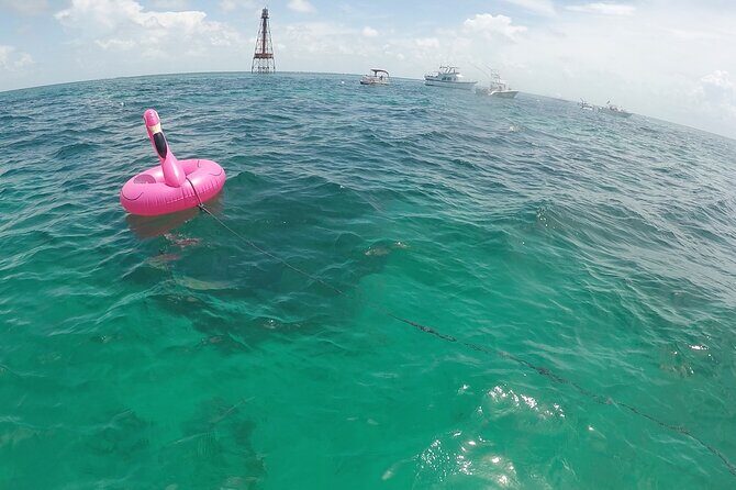 3 Hour Private Snorkeling in Marathon Florida - The Value of a Private Tour in a Popular Destination