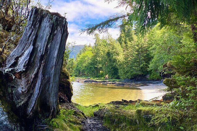 3-Hour Rainforest, Beach & Wildlife Walk - Exploring Lunch Creek Falls & Coastal Views