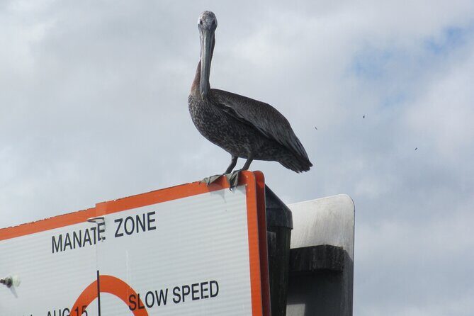 3 Hour See Crystal River Wildlife Safari Boat Cruise - The Wildlife Encounters and Scenic Highlights
