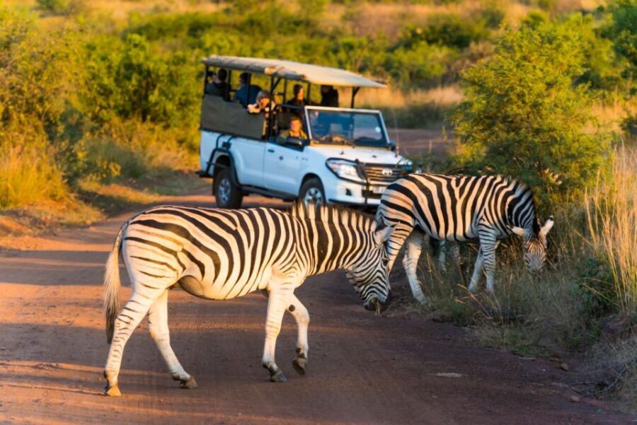 3-Hour Shared Game Drive in Pilanesberg National Park - Practical Details: What You Should Know