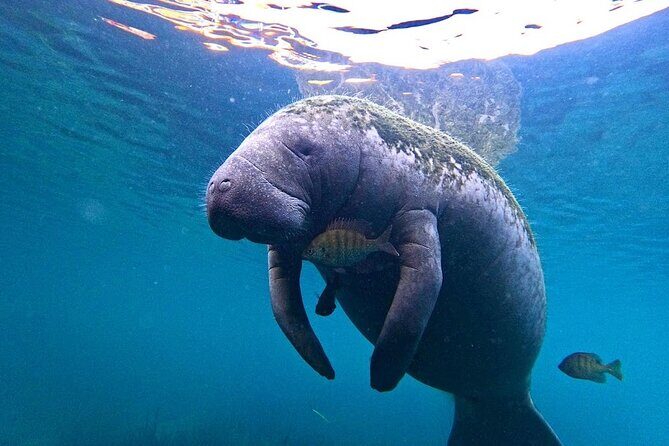 3-Hour Small Group All-Inclusive Manatee Swim with Photo Package - Frequently Asked Questions
