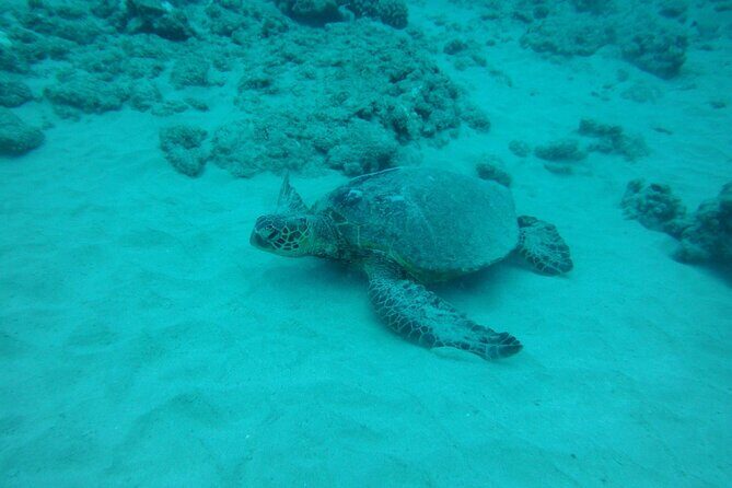 3-Hour Small-Group Maalaea Luxury Snorkel Cruise Tour - Who Will Love This Tour?