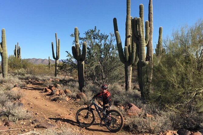 3 Hour Sonoran Desert Private Guided Mountain Bike Tour - Exploring the Desert on Two Wheels
