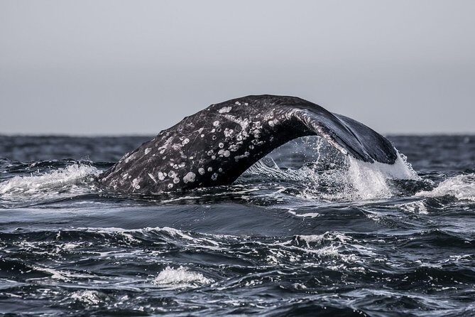 3-Hour Whale Watching Tour from Monterey - Why This Tour Is a Good Deal