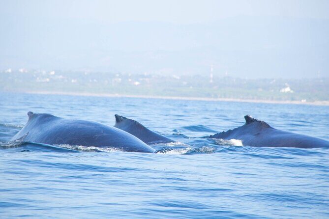 3-Hours Dolphin and Turtle Watching in Puerto Escondido - What to Expect on the Tour