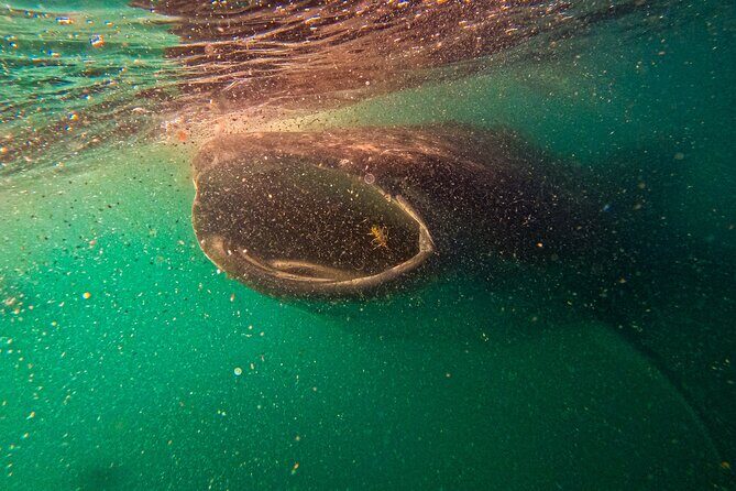 3 Hours La Paz Whale Shark First Class Snorkeling Tour - Analyzing the Value for Money