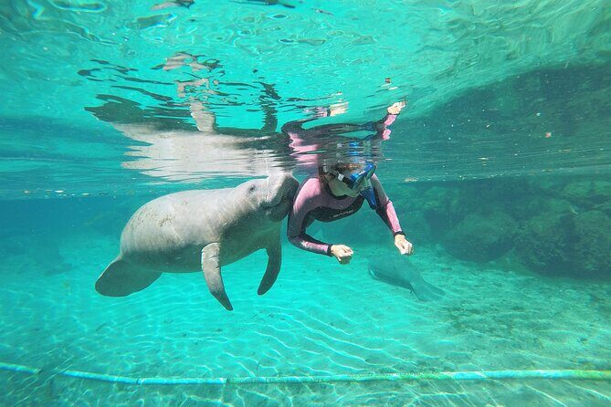 3 hours Manatee Swim Tour in Florida - Understanding the Cost and Value