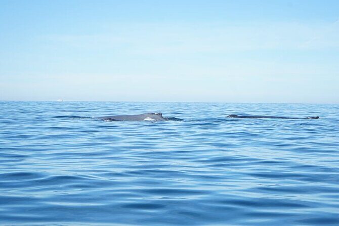 3 Hours of Whale Watching in Puerto Vallarta - The Value of This Whale Watching Experience