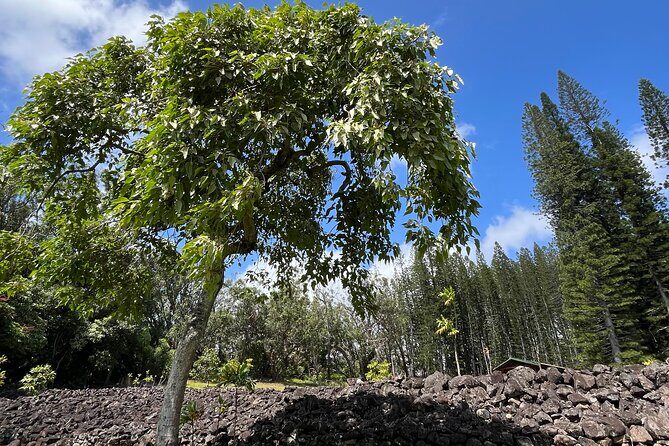 3 Hours Private Hiking and Bushwalking in the Aiea Loop Trail - Who Should Consider This Hike?