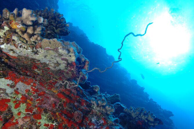 3-Tank Dive Featuring the Molokini Crater - Final Thoughts: Is This Tour Right for You?